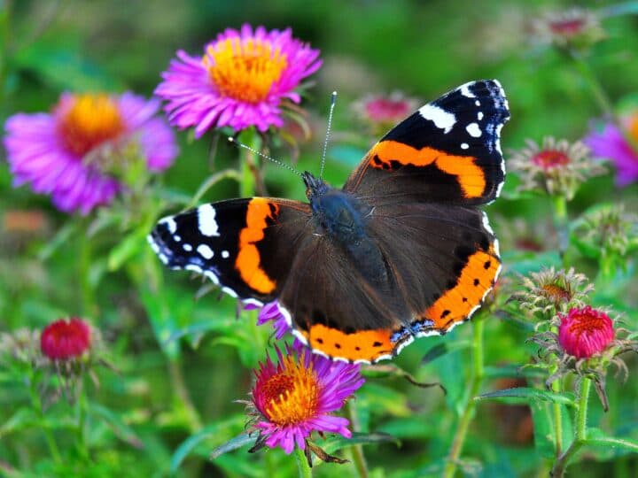 Fjäril pollinerar på ängsblommor